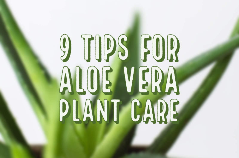 9 TIPS FOR ALOE VERA PLANT CARE