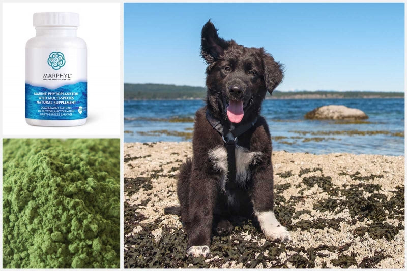 5 REASONS WHY PHYTOPLANKTON IS GOOD FOR YOUR DOG