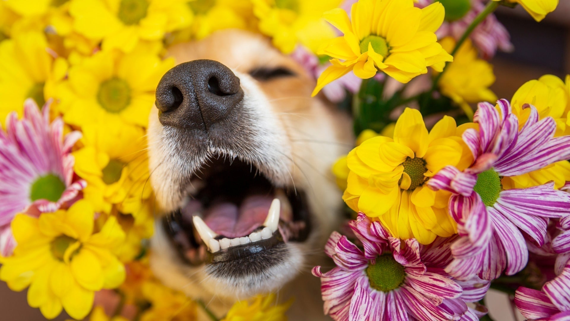 How Safe is MARPHYL Fertilizer for Kids and Pets?