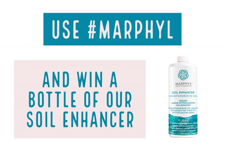 MONTHLY #MARPHYL GIVEAWAY ON INSTAGRAM
