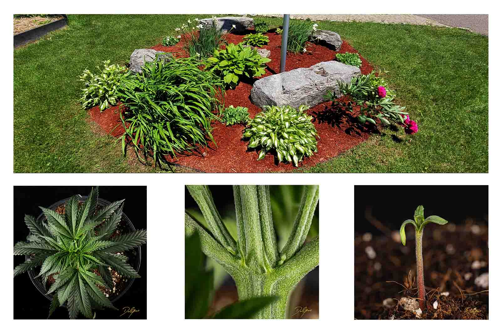 ROB BRAMHILL @DOC.GROWS ON HEALING AND GROWTH THROUGH CANNABIS AND GARDENING