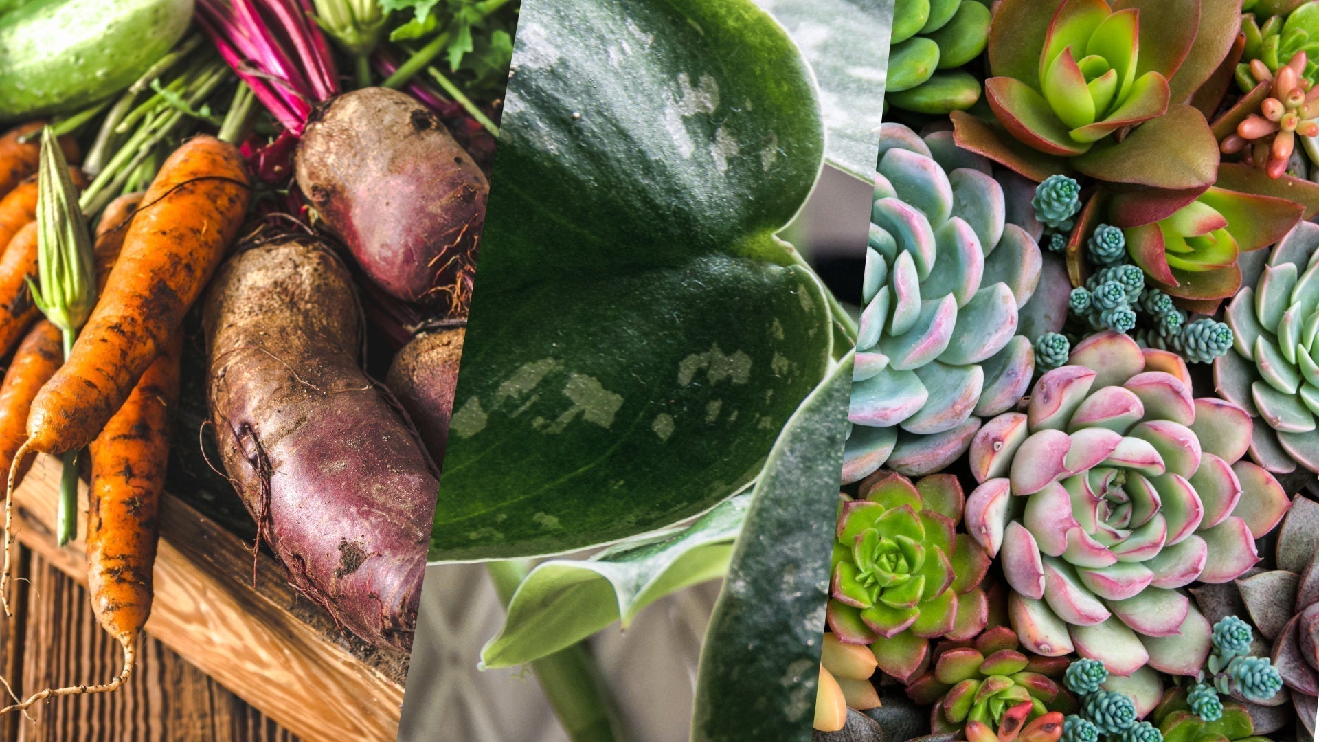 One-Stop Plant Food: Why MARPHYL Works for Gardens, Succulents & more