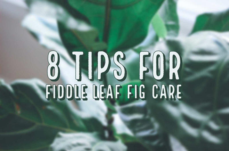 8 ESSENTIAL TIPS FOR FIDDLE LEAF FIG CARE