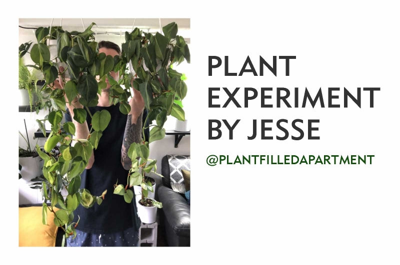 A FUN PLANT EXPERIMENT BY @PLANTFILLEDAPARTMENT