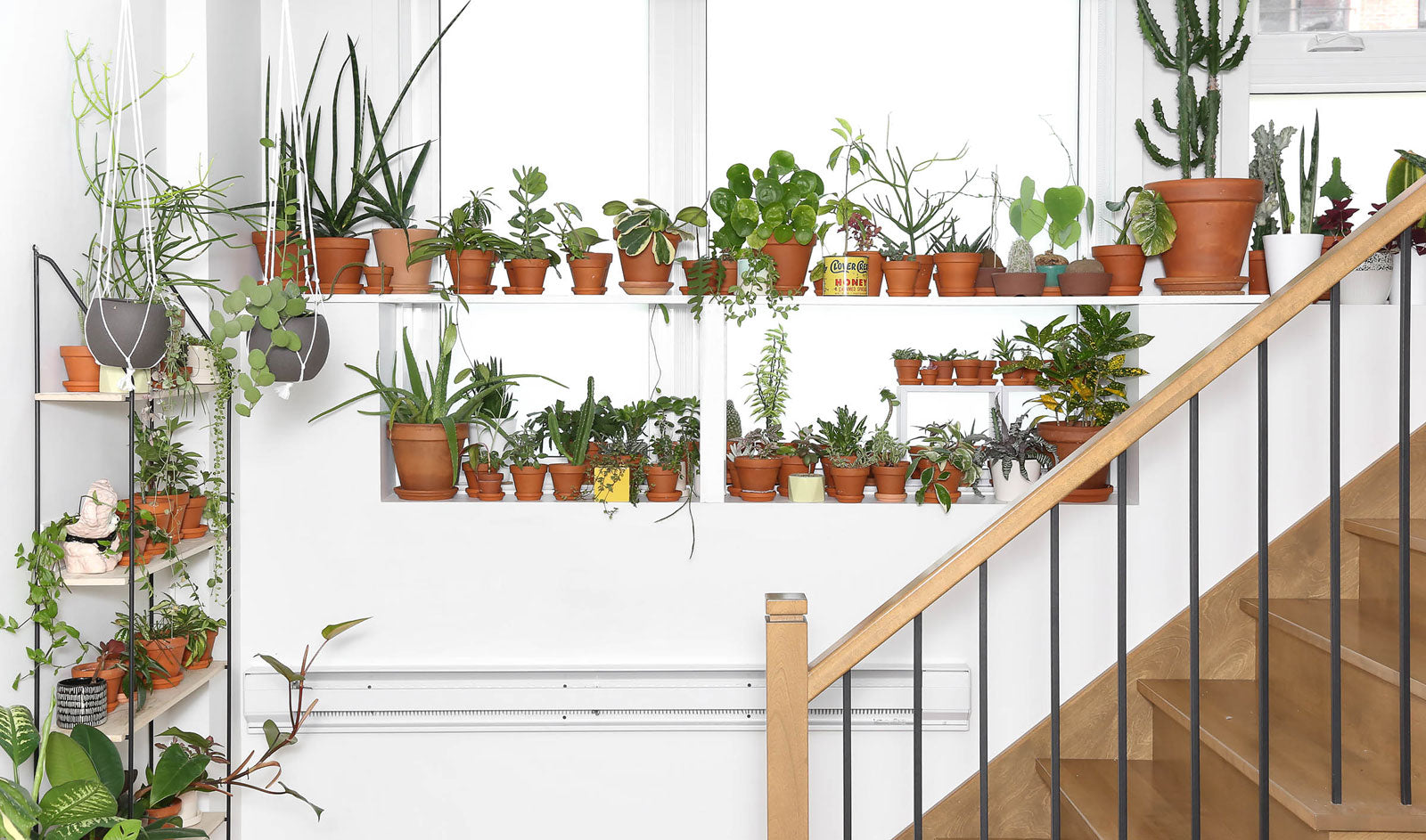 IF YOU LOVE INDOOR PLANTS YOU SHOULD FOLLOW THESE INSTAGRAM ACCOUNTS