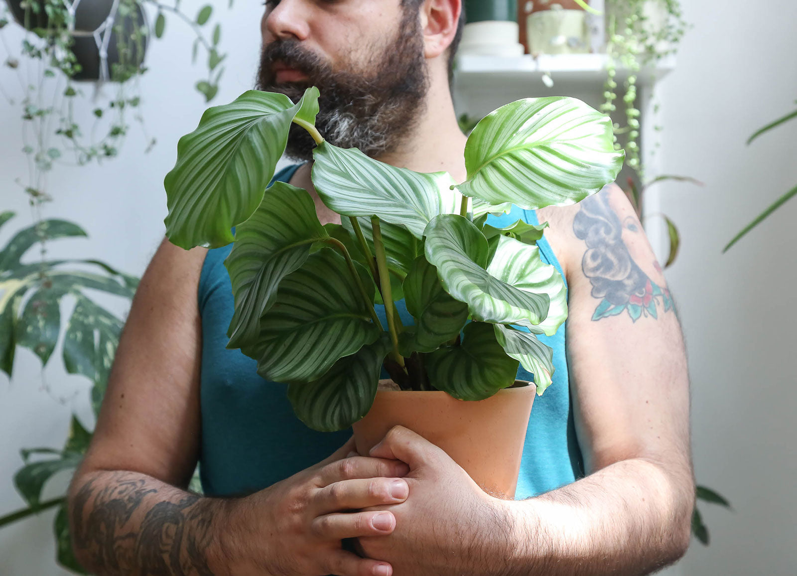 ADVICE FROM INDOOR PLANTS AFICIONADO – PACE YOURSELF