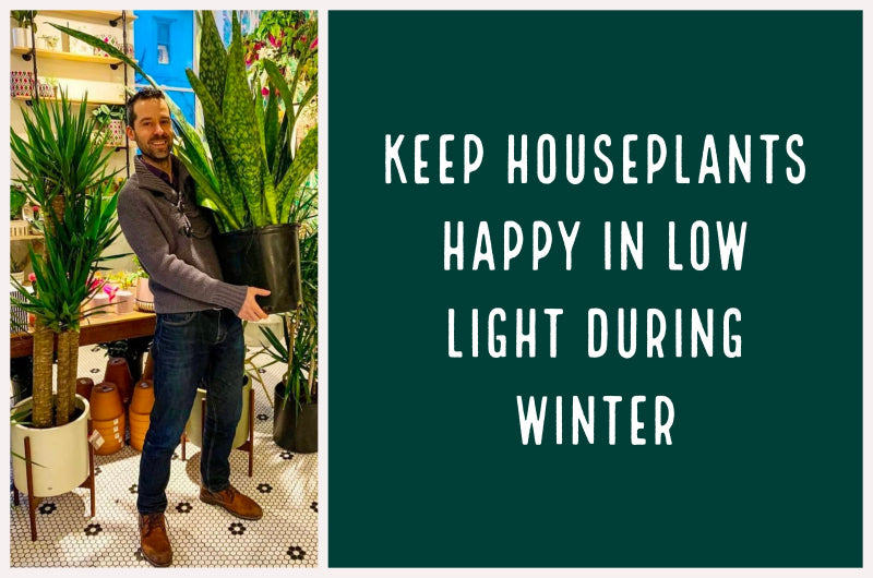 KEEP HOUSEPLANTS HAPPY IN LOW LIGHT DURING WINTER