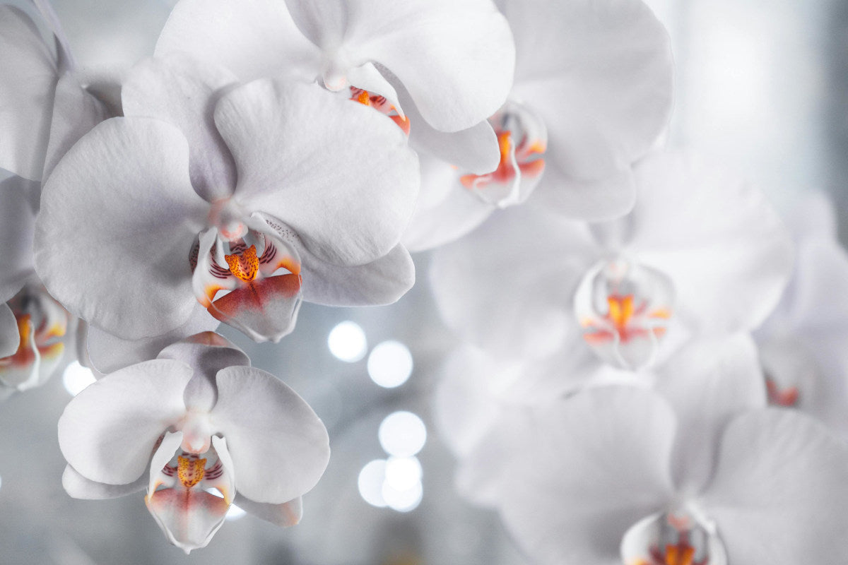 Nurturing Orchids Naturally: How Marine Phytoplankton Helps Your Blooms Thrive