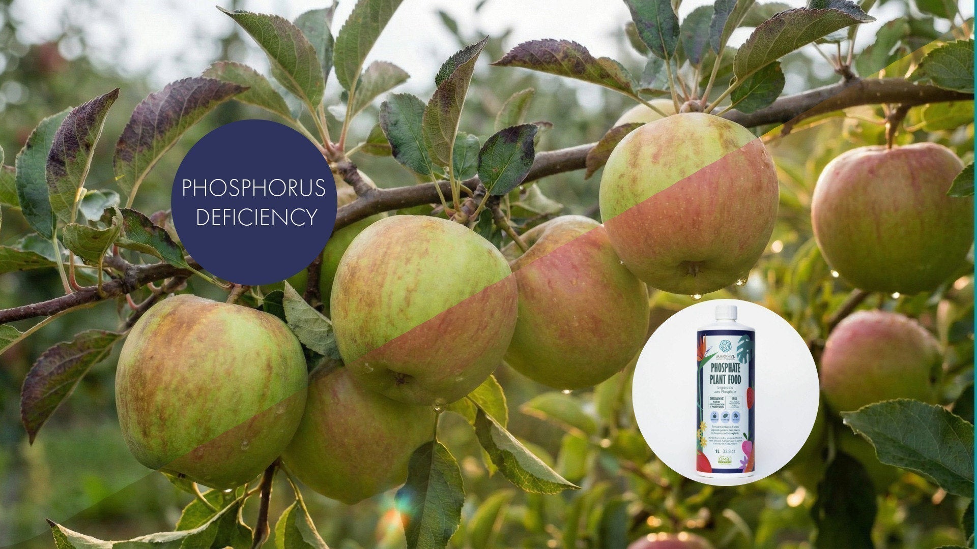 Phosphorus Fertilizer: Essential Plant Nutrient Guide