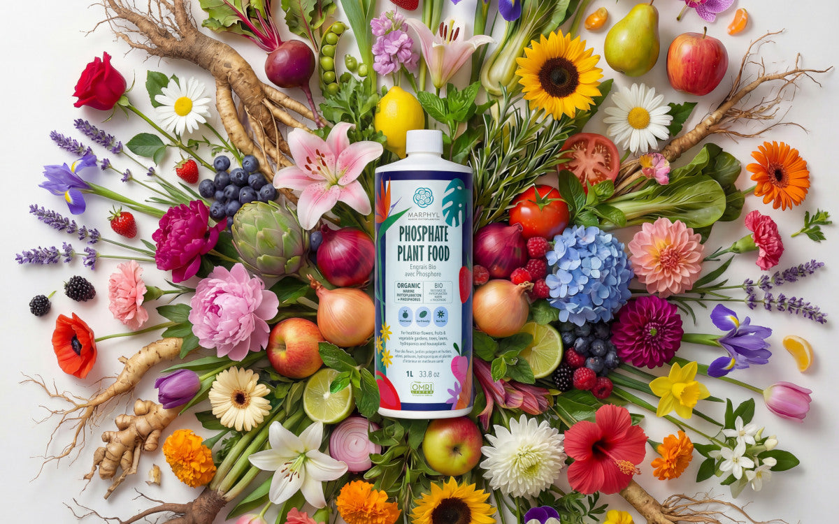 Introducing Phytoplankton + Phosphate: A Flowering & Root-Boosting Upgrade for Your Plants