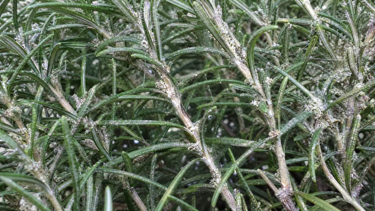 Quarantine Plants Before Bringing Them Inside for Winter
