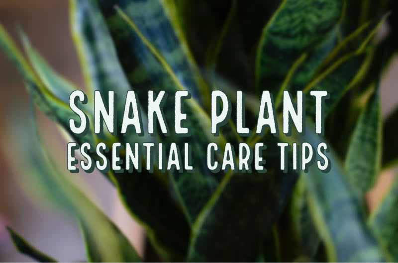 SNAKE PLANT ESSENTIAL CARE TIPS