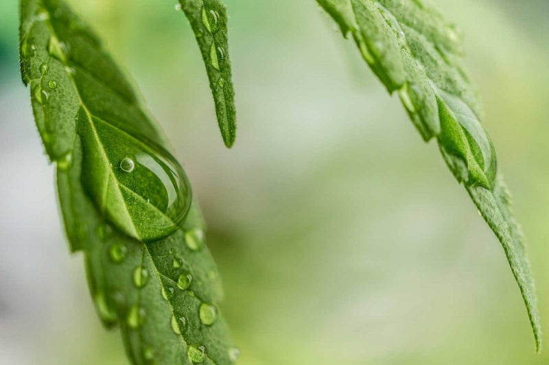 THE IMPORTANCE OF ORGANIC PESTICIDE FREE SOIL ENHANCER WHEN GROWING CANNABIS