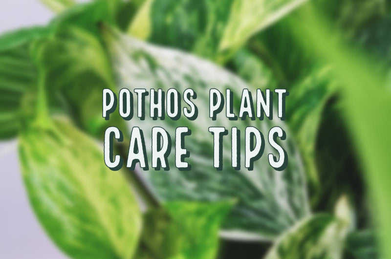 POTHOS PLANT CARE TIPS