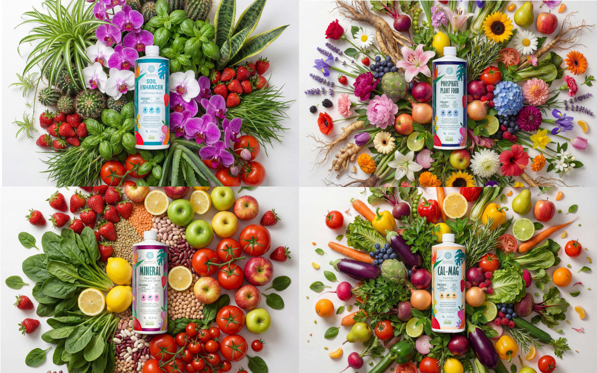 Which MARPHYL Soil Enhancer / Fertilizer / Plan Food should I buy?