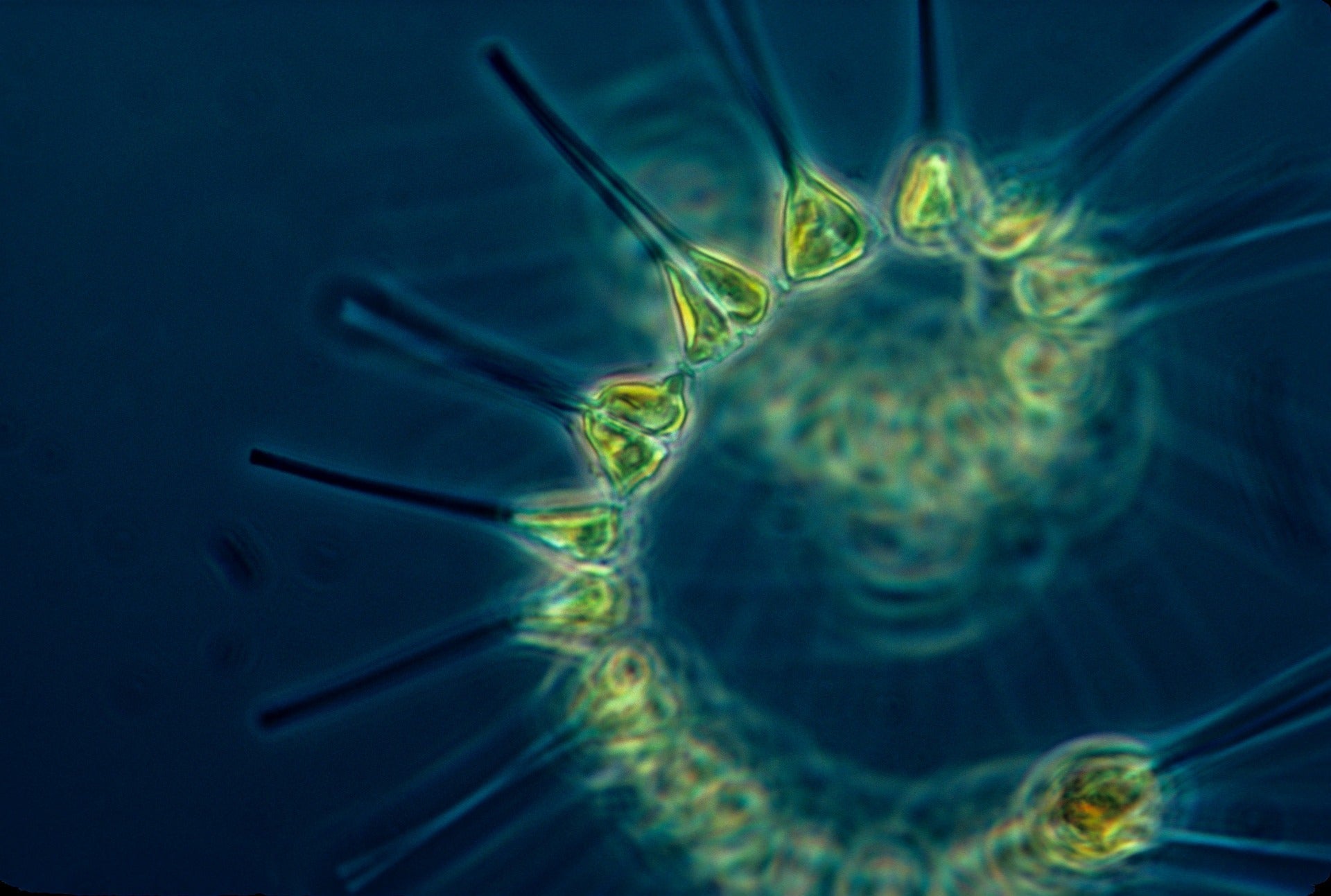 Phytoplankton vs Plankton: What’s the Difference?
