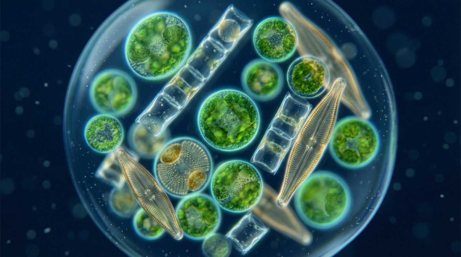 macro image of phytoplankton 